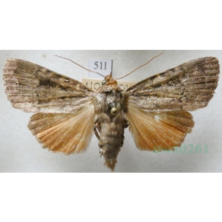 Amphipyra pyramidea (Linnaeus, 1758) Opłonka stogowica Czech51l